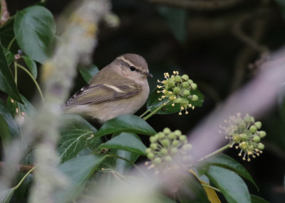 Hume's Yellow-browed Warbler (Phylloscopus humei)