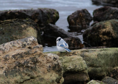 Azure Tit (Cyanistes cyanus) - azurmes