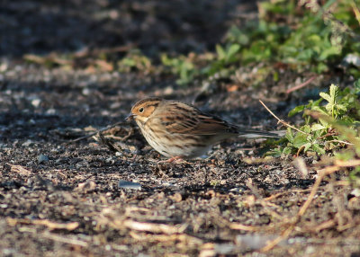 Little Bunting (Emberiza pusilla) - dvärgsparv