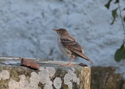 Rose-coloured Starling (Pastor roseus) - rosenstare