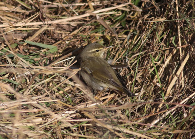 Arctic Warbler (Phylloscopus borealis) - nordsångare