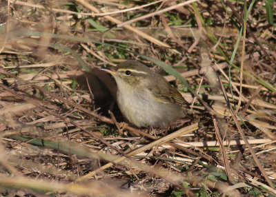 Arctic Warbler (Phylloscopus borealis) - nordsångare