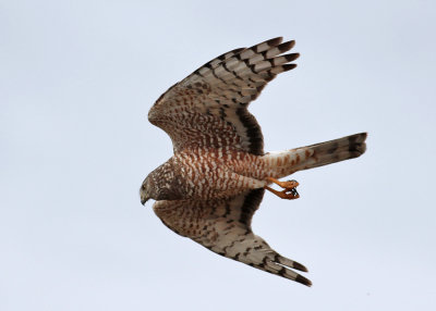 Cinereous Harrier (Circus cinereus)