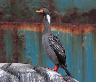 Red-legged Cormorant (Phalacrocorax gaimardi)