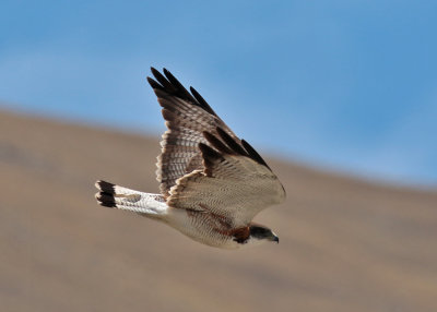 Variable Hawk (Geranoaetus polysoma)