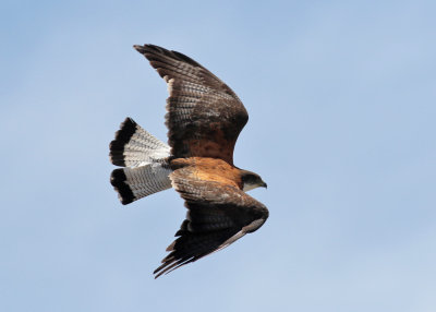Variable Hawk (Geranoaetus polysoma)