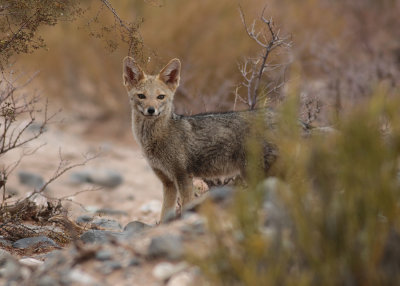 South American Gray Fox (Lycolopex griseus)