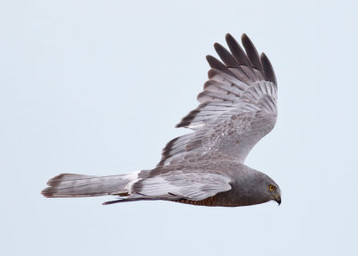 Cinereous Harrier (Circus cinereus)