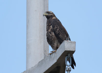 Black-chested Buzzard-Eagle (Geranoaetus melanoleucus)