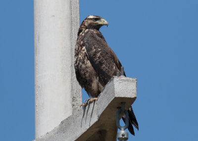 Black-chested Buzzard-Eagle (Geranoaetus melanoleucus)