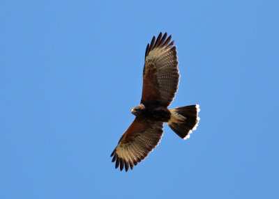 Harri's Hawk (Parabuteo unicinctus)