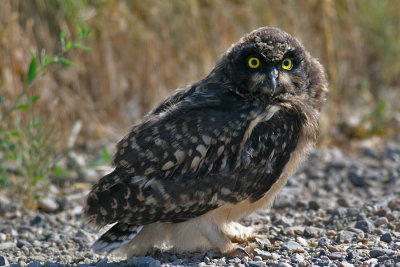 Short-eared Owl (Asio flammeus) - jorduggla