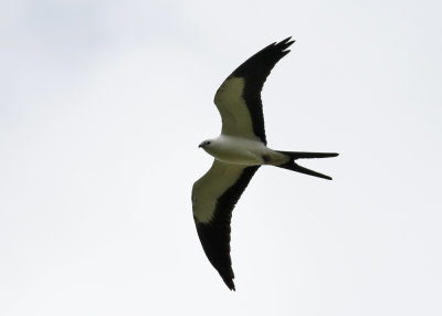  Swallow-tailed kite (Elanoides forficatus) 