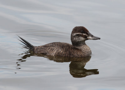 Lake Duck (Oxyura vittata)