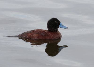 Lake Duck (Oxyura vittata)