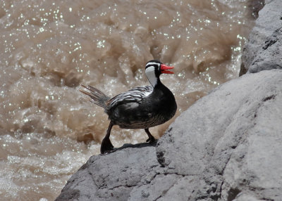 Torrent Duck (Marganetta armata)