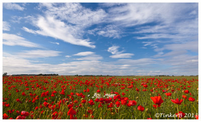 Poppies & Patch -  Anstruther 