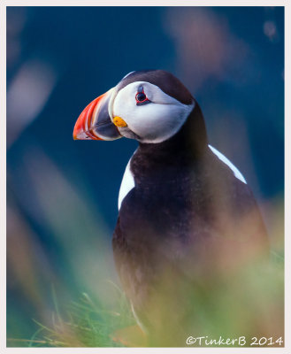 Bullers O'Buchan  - Puffins