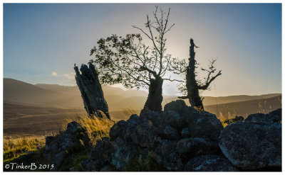 Ents at Bovaglie overlooking Lochnagar