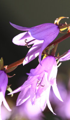 g9/33/1051033/3/156697873.lr3ri9oR.jpg