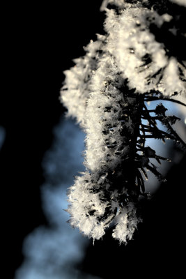 PAW3 - Frost Feathers