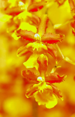 PAW12 - Orchids