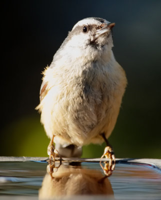 PAW14 - Nuthatch