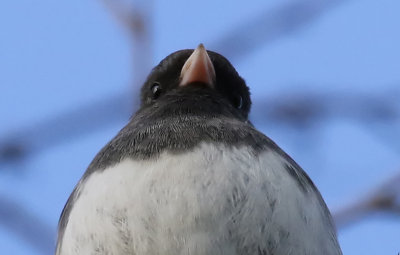 PAW15 - Western Junco