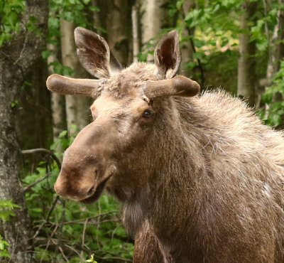 PAW16 - Young Moose