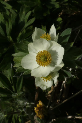 PAW18 - Rose Avens 