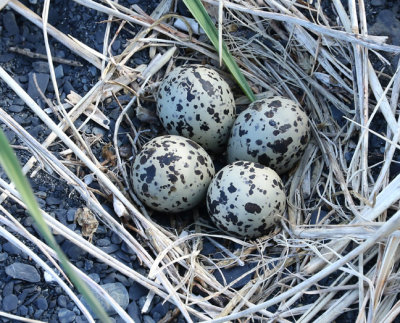 PAW20 - Plover Eggs