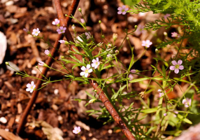 PAW30 - Baby's Breath