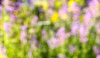 PAW31 - Monet's Catmint