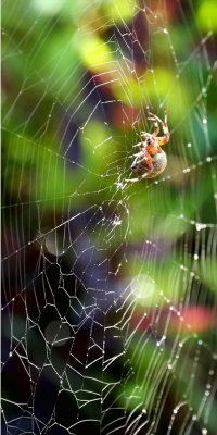 PAW32 - Web to Light