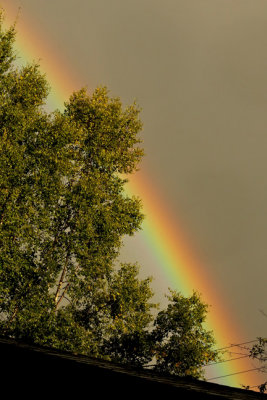 PAW35 - Rainbow