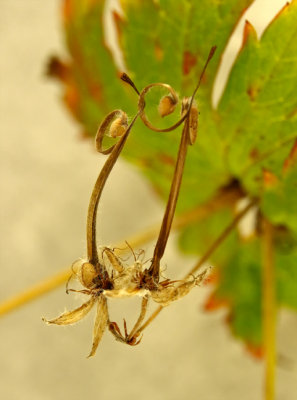 PAW37 - Cranesbill