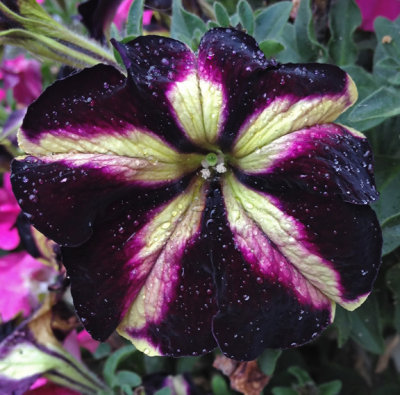 PAW38 - Petunia
