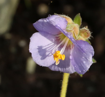 PAW44 - Larkspur