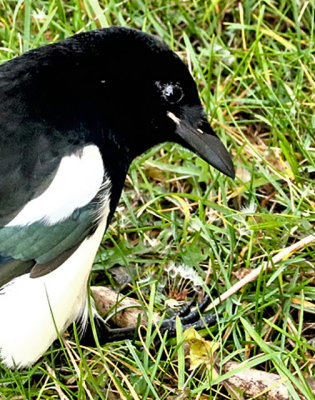 PAW46 - Magpie Play