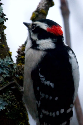 PAW52 - Downy Woodpecker