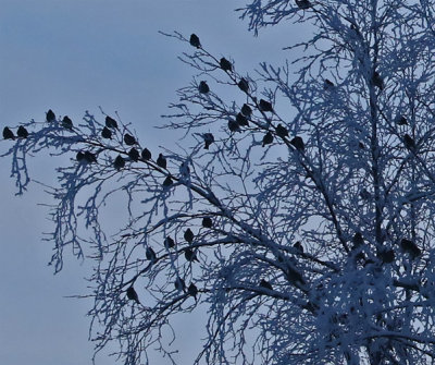 PAW3 - Bohemian Waxwings