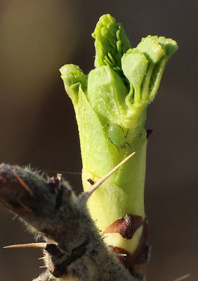 PAW12 - Bud and Aphid