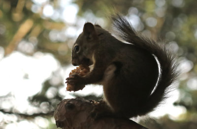 PAW38 - Squirrel Lunch