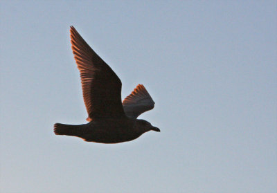 Feather Light