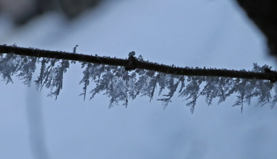 PAW4 - Frost Feathers