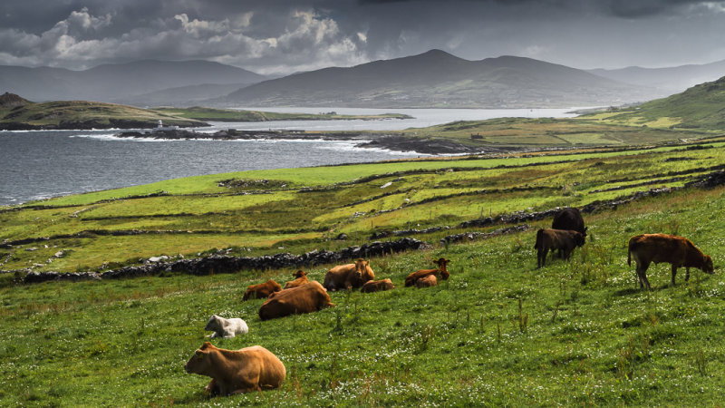 Contented Cows in Kerry