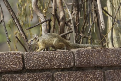 Mammals