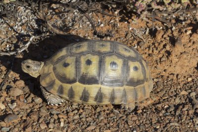 Reptiles and Amphibians