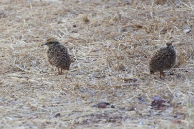 Spurfowl, Hornbills, Bustards