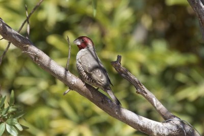 Sparrows, Finches and Weavers